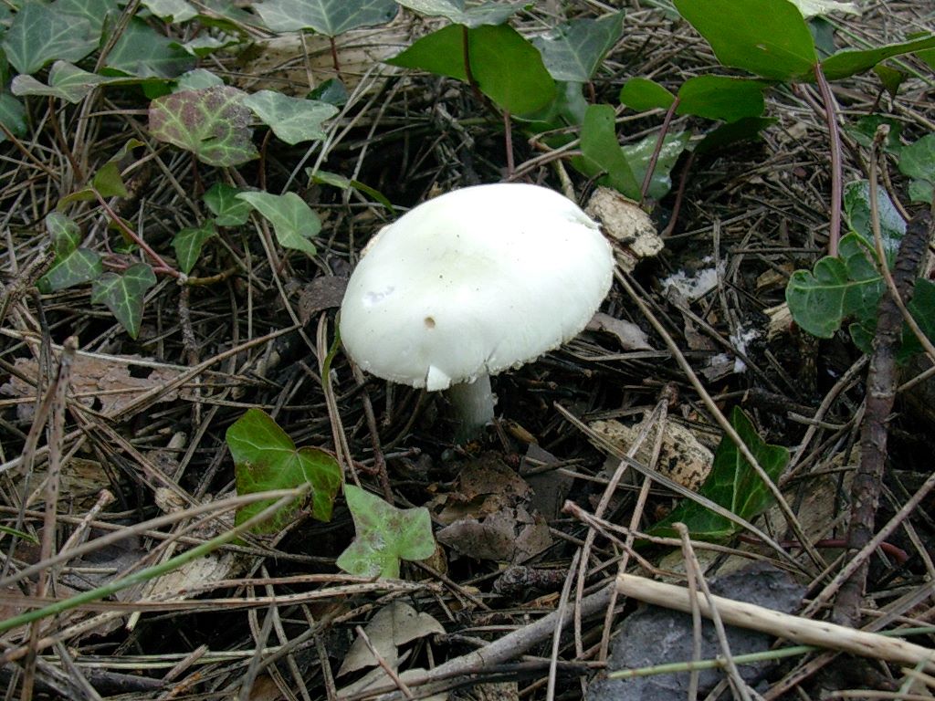 1873 Gennaio vecchio ritrovamento